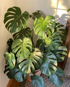 photo monstera deliciosa