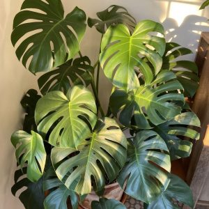 photo monstera deliciosa