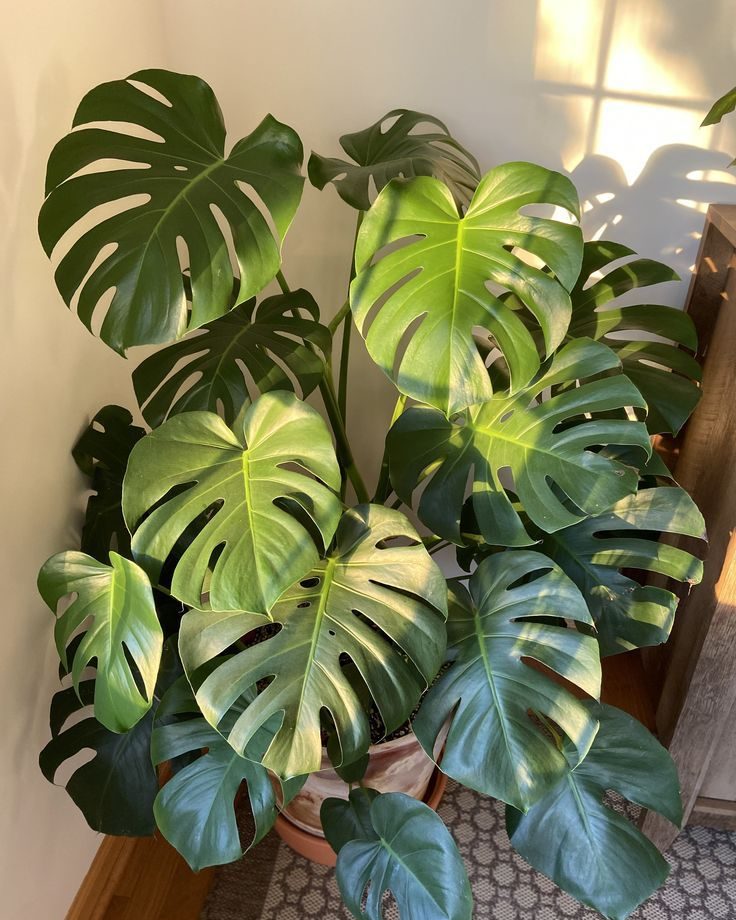 photo monstera deliciosa