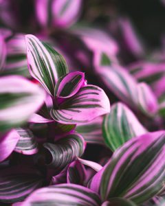 photo tradescantia nanouk