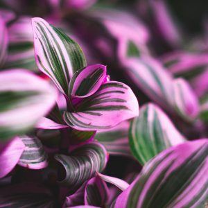 photo tradescantia nanouk