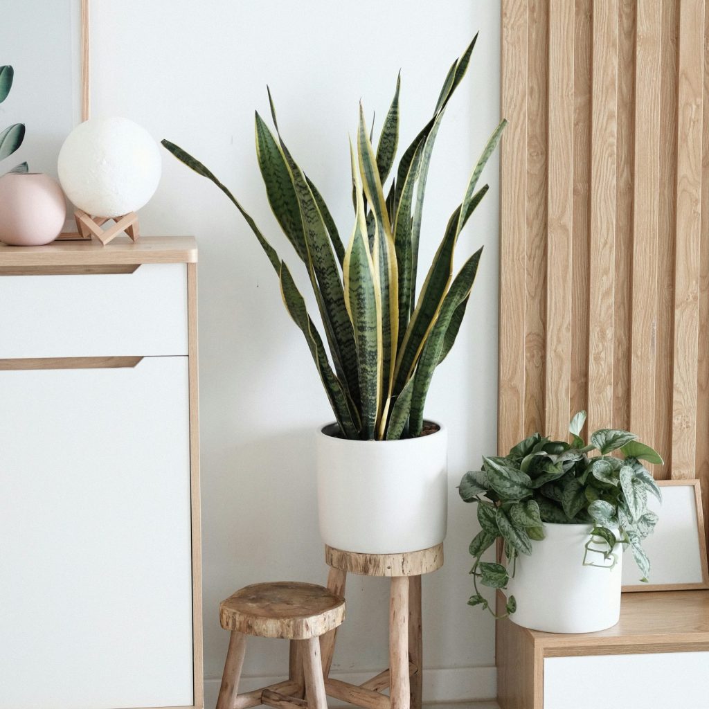 photo plante sanseveria