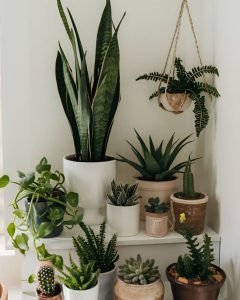 Photo d'un ensemble de plantes