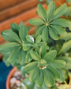 schefflera vu de près