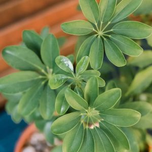 schefflera vu de près