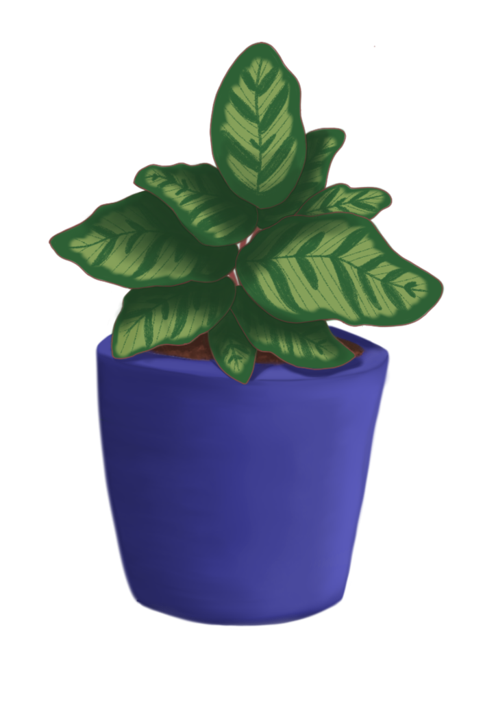 illustration petit pot calathea makoyana