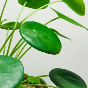 photo pilea peperomioides