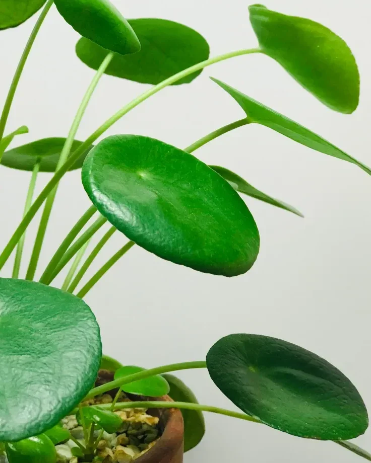 photo pilea peperomioides