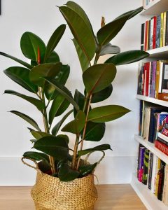 Ficus elastica robusta environ 70 cm dans un pot