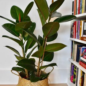 Ficus elastica robusta environ 70 cm dans un pot