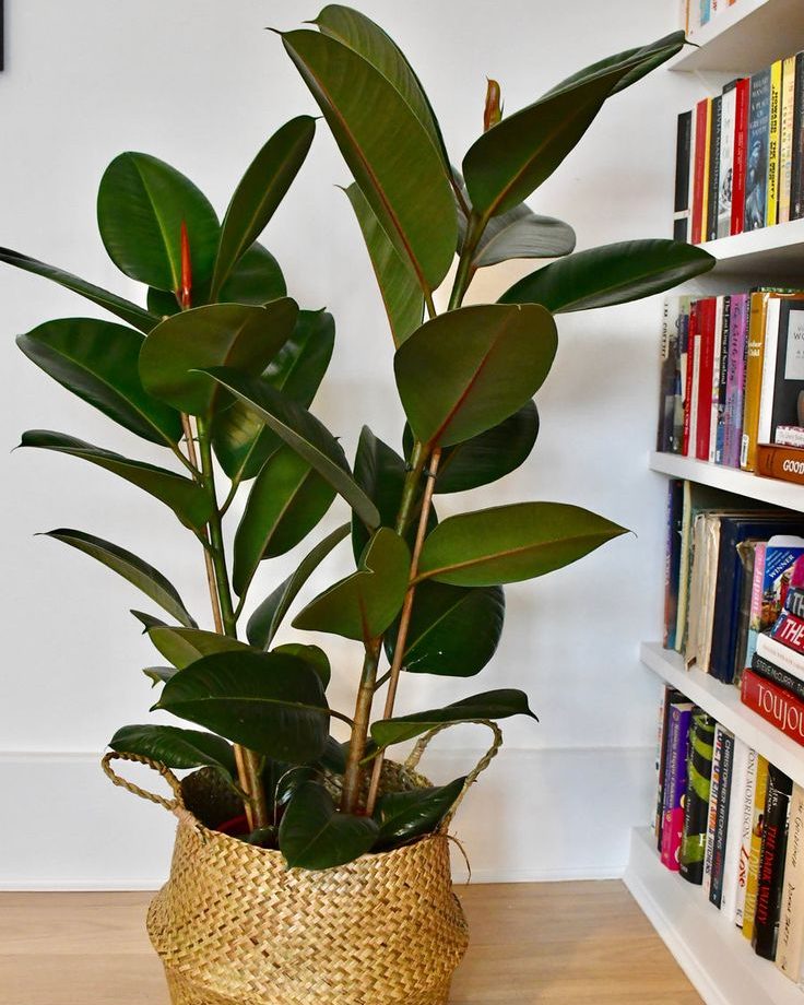 Ficus elastica robusta environ 70 cm dans un pot