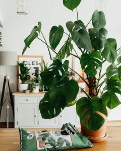 photo rempotage monstera deliciosa