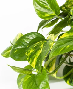 Photo pothos doré