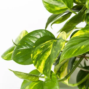 Photo pothos doré