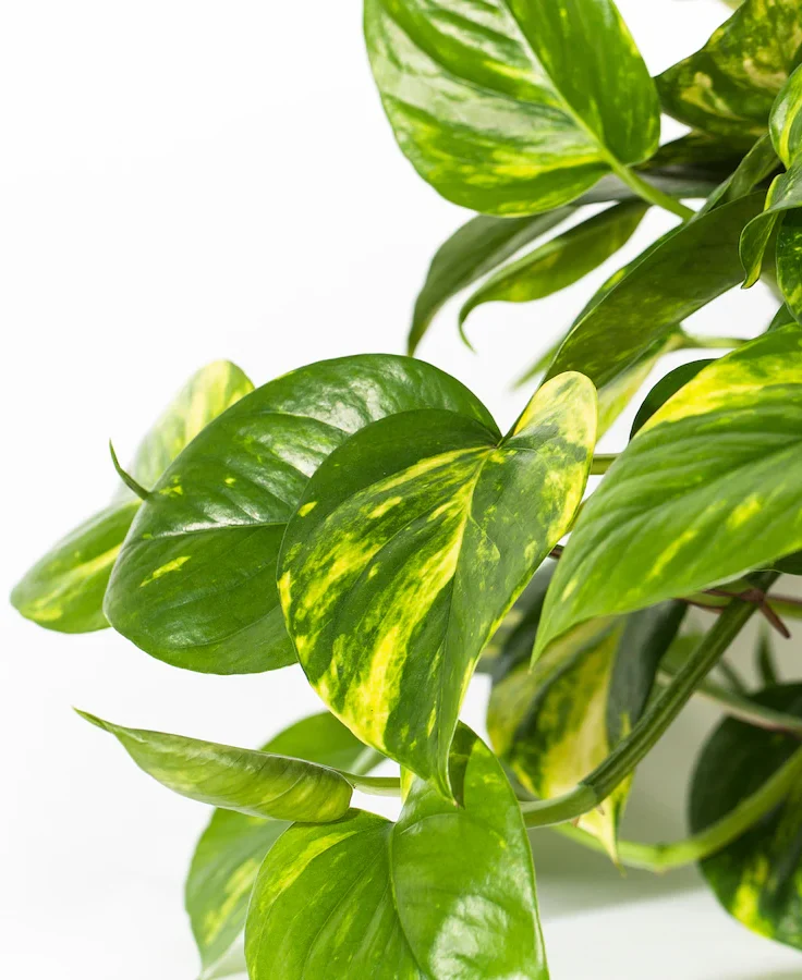 Photo pothos doré