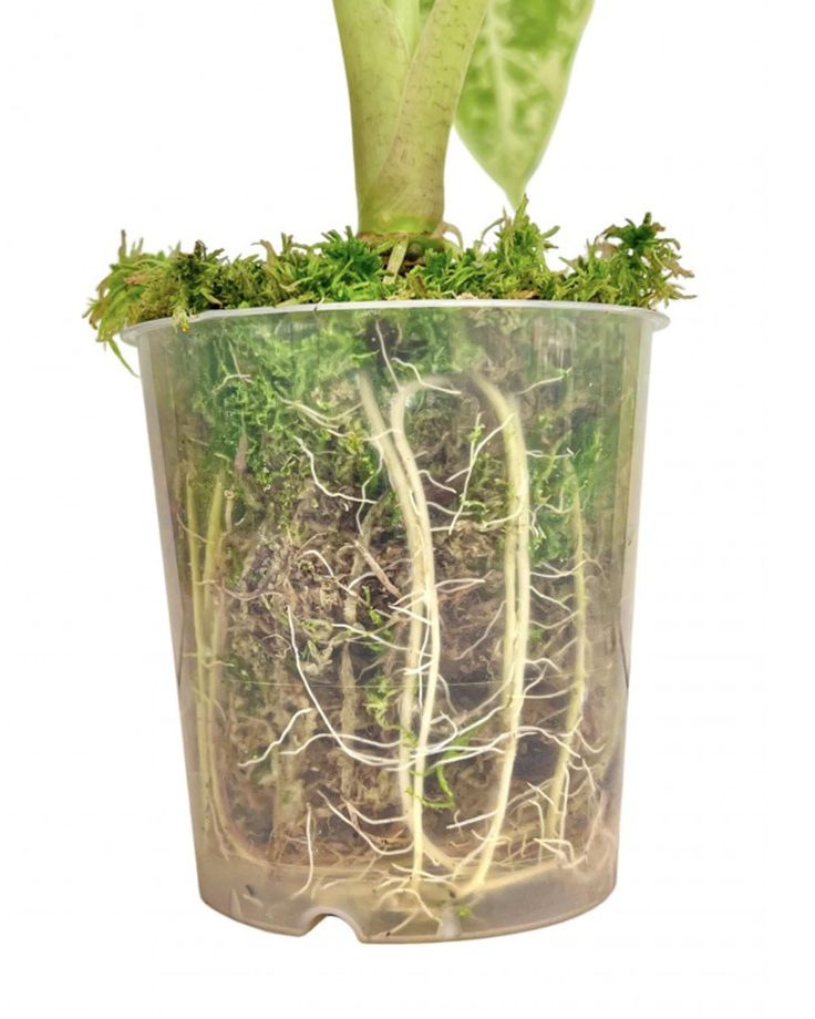 pot transparent sphaigne et racines