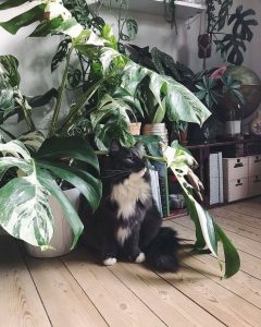 photo de chat pres monstera varietaga