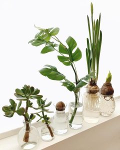 photos boutures plantes dans de l'eau