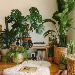 photo décor plantes intérieur