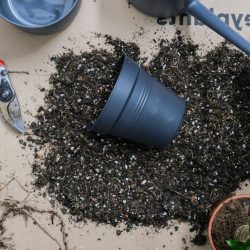 photo pot accessoire plantes